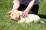 LABRADOR 018